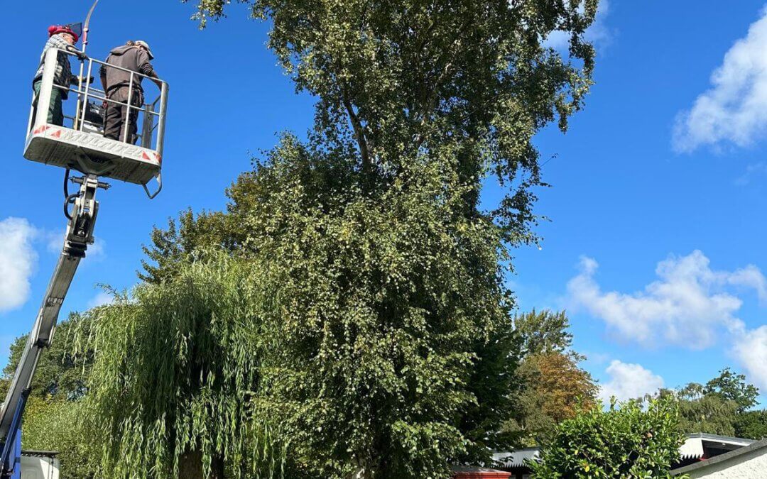 Baumarbeiten im Hauptweg