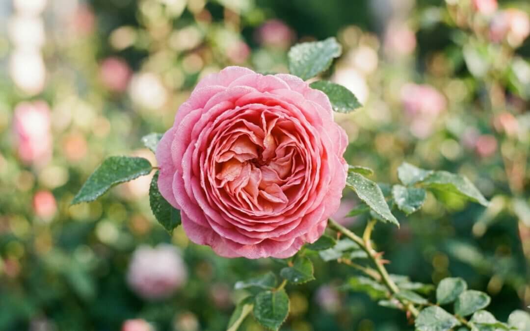 Gestern war kein stiller Gartentag – es war ein kleines Rosenfestival