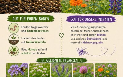 Gründüngung – jetzt ist die beste Zeit!