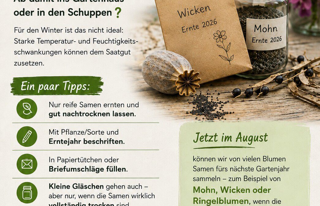 Saatgut geerntet – und wohin damit?