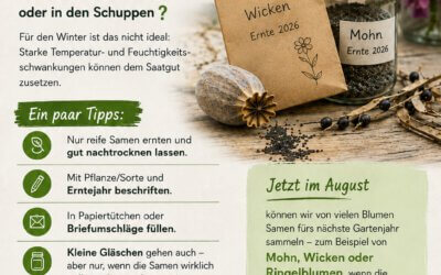 Saatgut geerntet – und wohin damit?